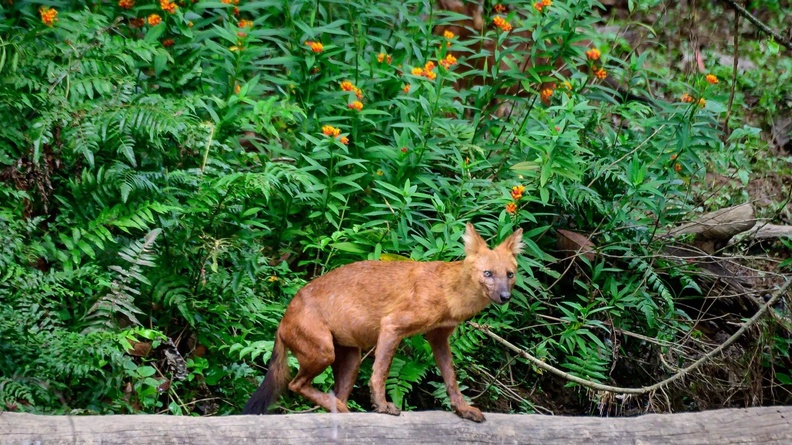 Dhole (Asiatic wild dog), Khao Yai National Park, Thailand